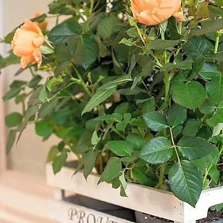 Campo Marzio Charming Bed & Breakfast Roma