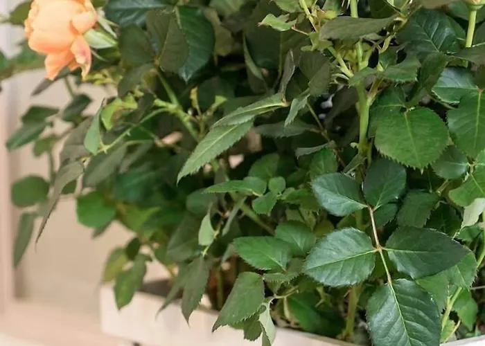 Campo Marzio Charming Bed & Breakfast Roma