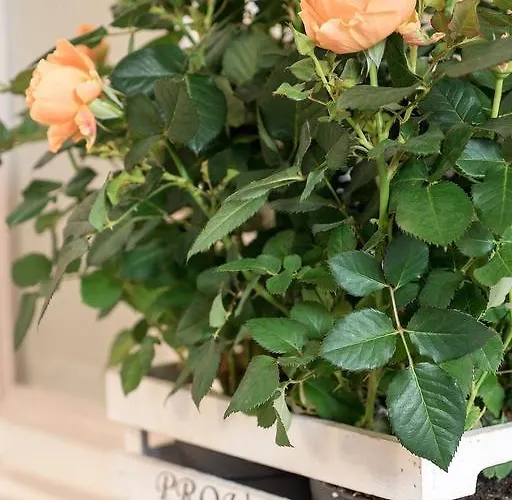 Bed & Breakfast Campo Marzio Charming 4*