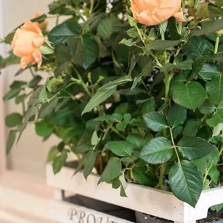 住宿加早餐酒店 Campo Marzio Charming 4*